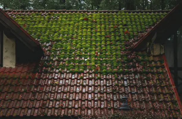 a roof covered in moss